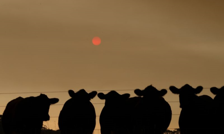 Nửa tỷ động vật chết do cháy rừng ở Australia